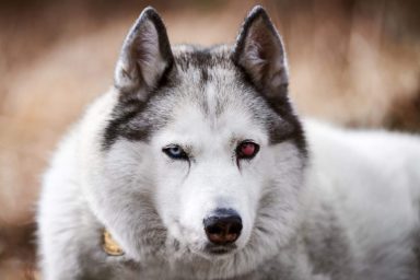 Siberian Husky dog with a case of scleritis, causing redness in the eyes and affecting the canine's vision.