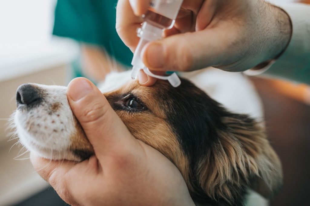 Vétérinaire mettant un collyre dans l'œil du chien pour traiter la sclérite.