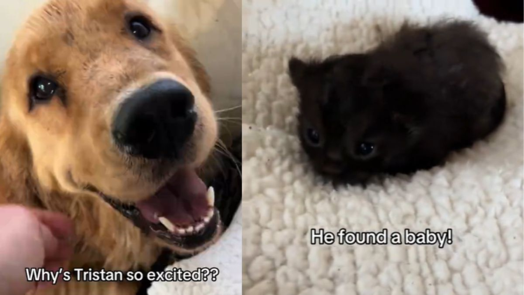 Golden Retriever finds kitten in backyard