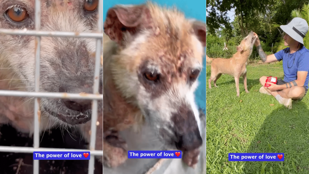 'Angriest' Rescue Dog Gets Miraculous Transformation DogTime