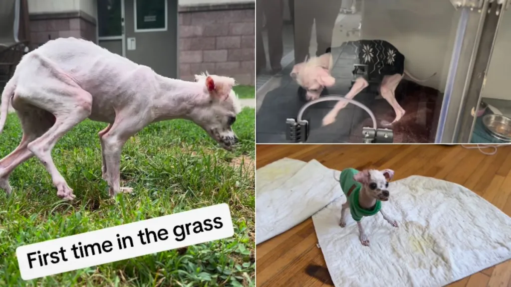 Starved Dog Anchovie Experiences All His ‘Firsts’ in Heartbreaking Video by Varsha Narayanan