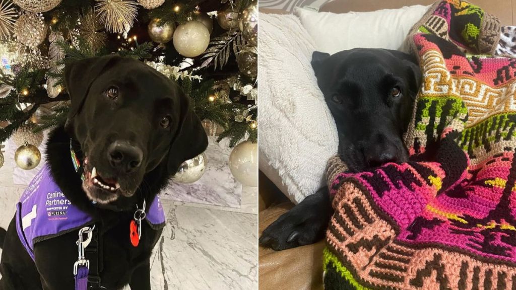 Terminally Ill Dog Nominated for Award After Changing Officer’s Life Loses Cancer Battle by Srimoyee Datta