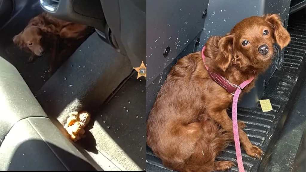 Dog rescue from heated vehicle