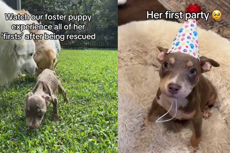 rescue dog firsts roo tiktok viral video