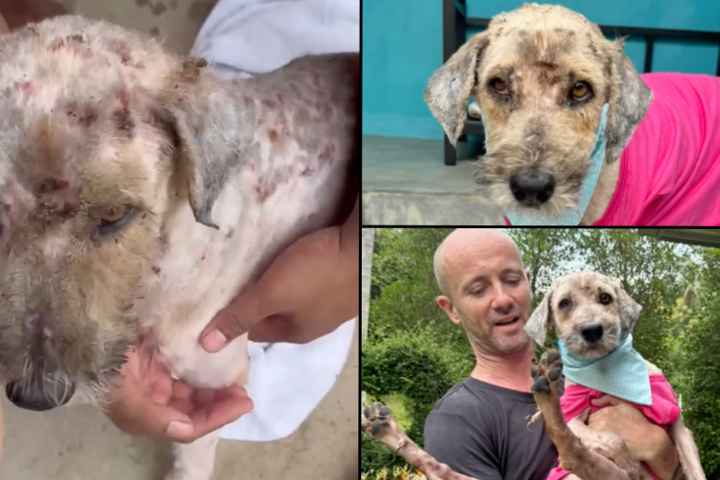 dog rescued in Thailand