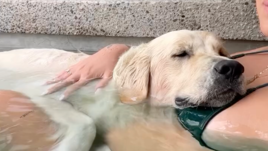 dog cuddles pregnant owner in pool video