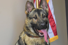 Missouri police K9 death officer charged