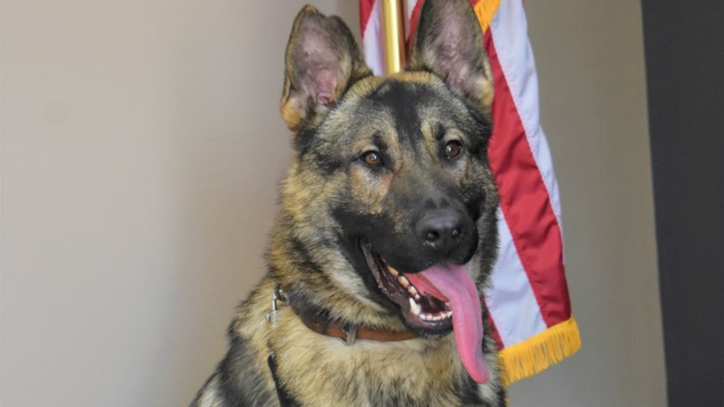 Missouri police K9 death officer charged