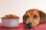 Sad dog with their head sitting on a table next to a bowl full of pet food which has possibly been recalled.