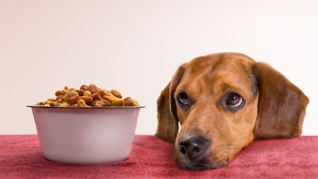 Sad dog with their head sitting on a table next to a bowl full of pet food which has possibly been recalled.