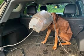 bucket head dog