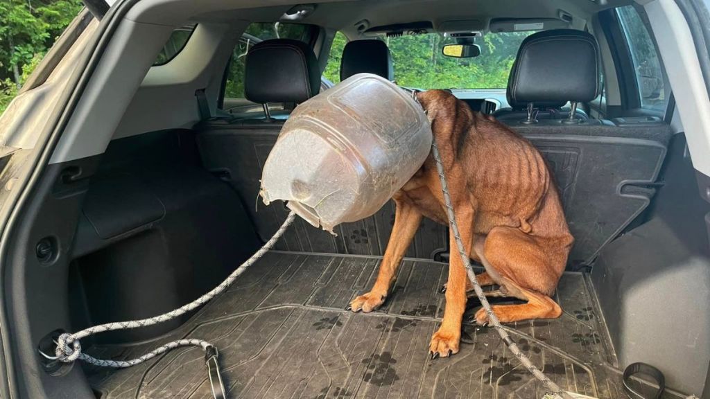 bucket head dog