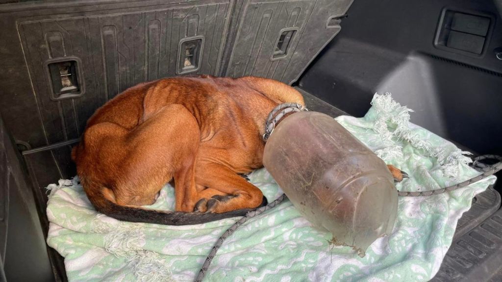 Dog with bucked stuck on his head.