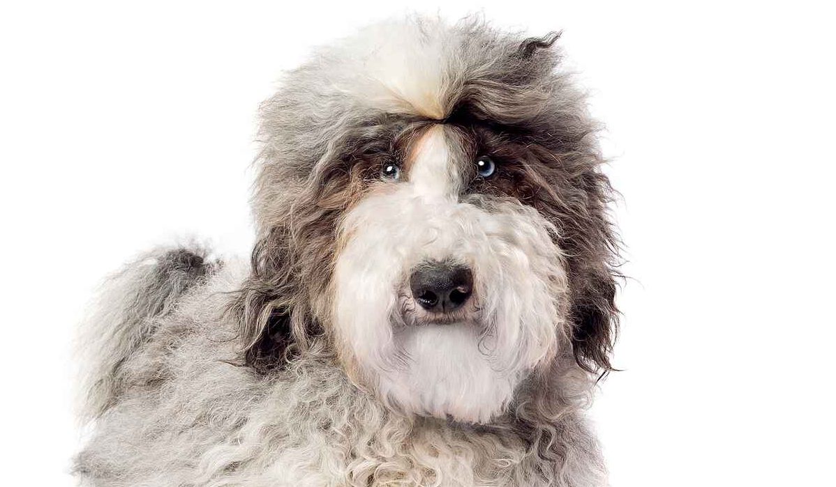 Old english sheepadoodle fashion for