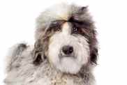 Photograph of a grey and white Sheepadoodle against a white studio backdrop.