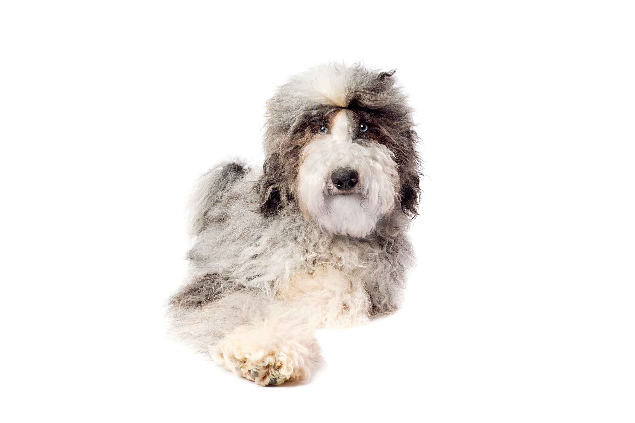 Best shampoo for sheepadoodle hotsell