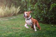 American Staffordshire Terrier playing in the grass — the breed’s high energy levels being both a pro and a con.