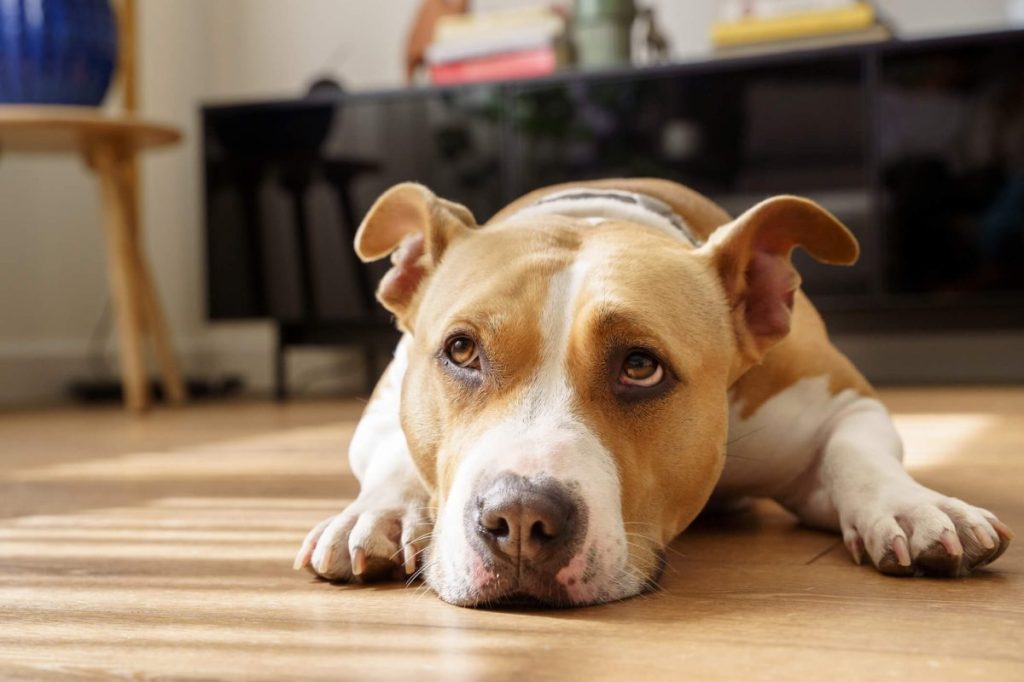 American Staffordshire Terrier bored at home — the breed’s active nature can be a con to sedentary individuals.