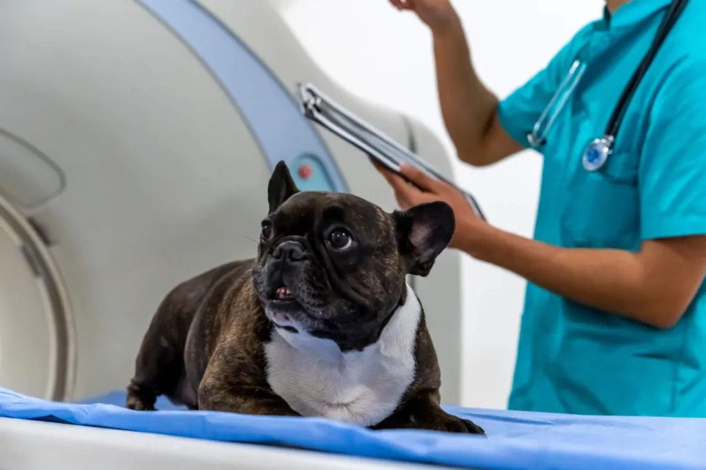 Chien assis sur la table d'examen avant l'IRM destinée à diagnostiquer une malformation congénitale de la colonne vertébrale ou de tout autre problème de la colonne vertébrale.