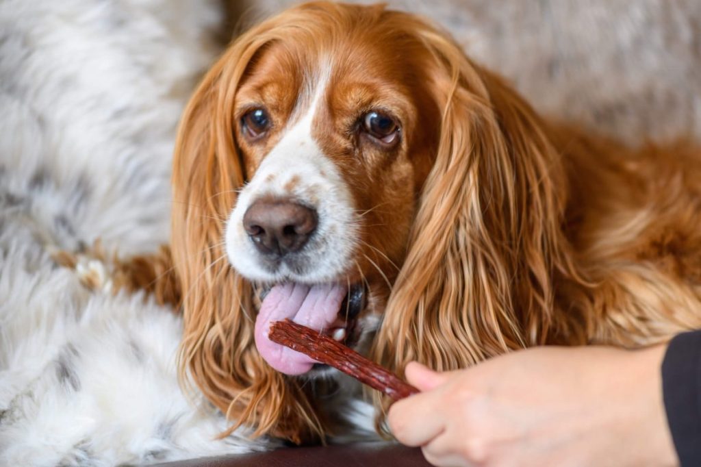 Chien léchant des bâtonnets dentaires, un type de rafraîchisseur d'haleine.