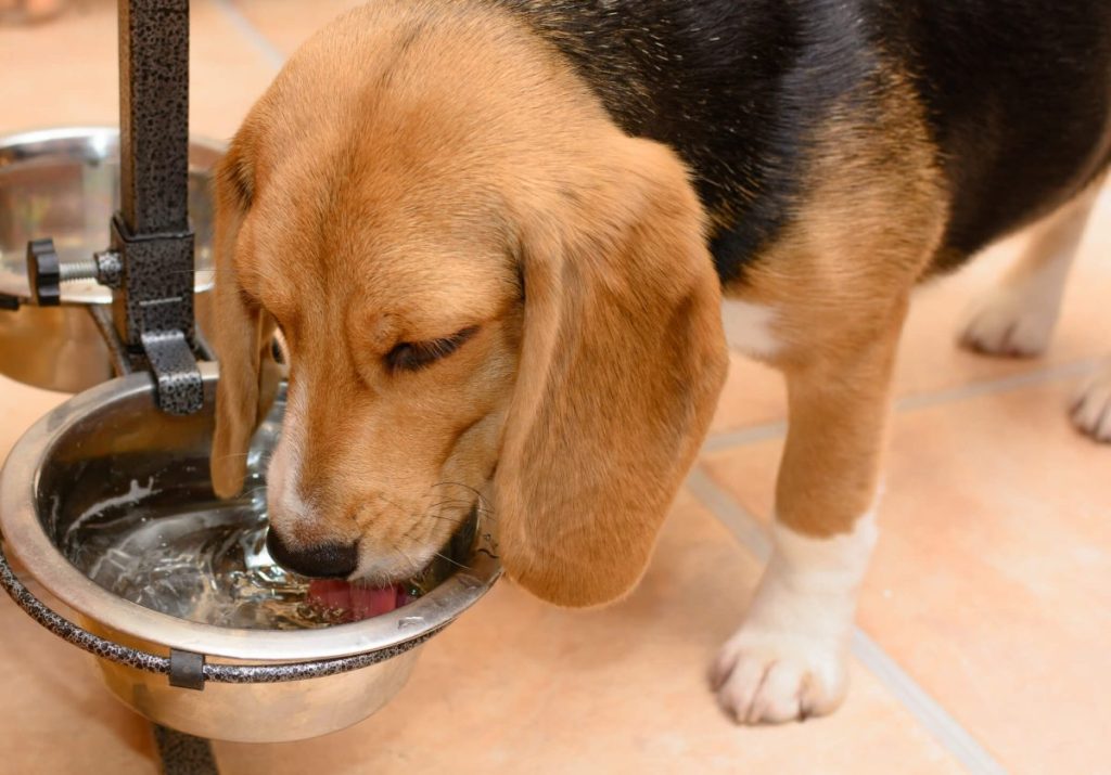 Beagle drinking water from a bowl containing water additive, an easy-to-use dog breath freshener.