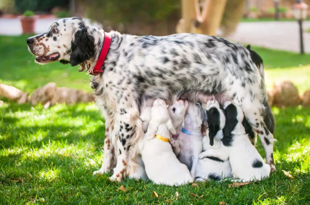 Mère Setter anglais nourrissant ses chiots en plein air.