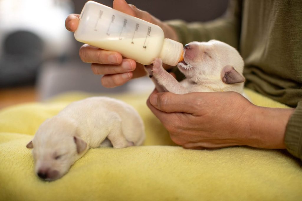 L'alimentation au biberon des chiots est une alternative idéale si la mère souffre de mastite et que son lait est infecté.