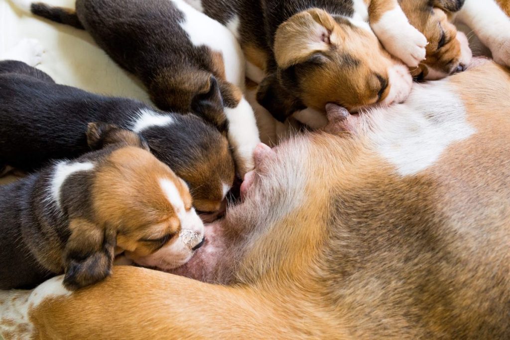 Chiots tétant les mamelles de leur mère.