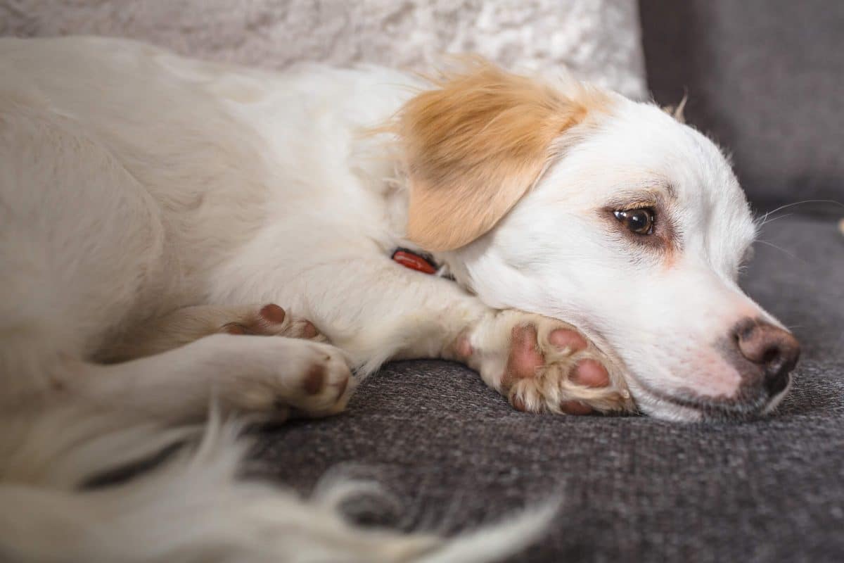 how much kaopectate can i give a dog