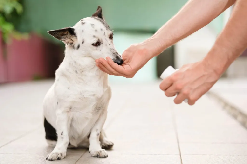 Homme donnant un comprimé de céphalexine à un chien.