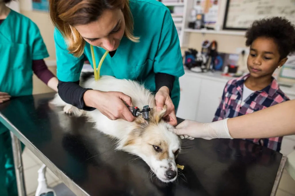 Femme vétérinaire examinant l'oreille d'un chien à la recherche d'une infection et prescrivant un antibiotique, la céphalexine.