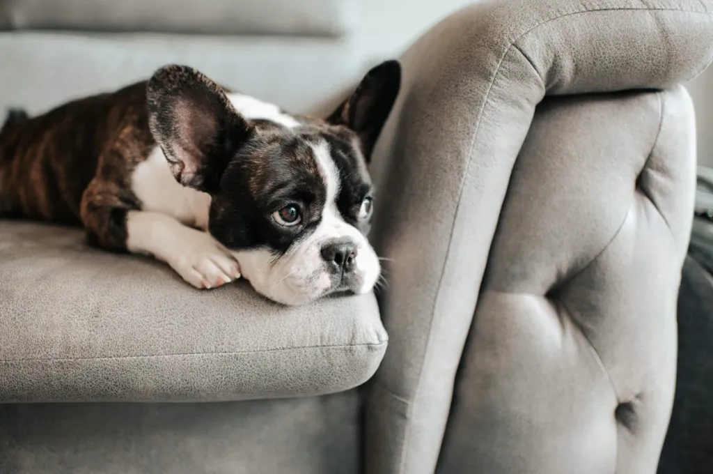 Bouledogue français léthargique - la léthargie étant un effet secondaire de la céphalexine.