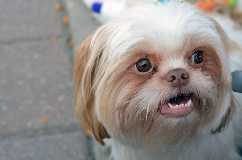 Shih Tzu, avec les dents inférieures visibles.