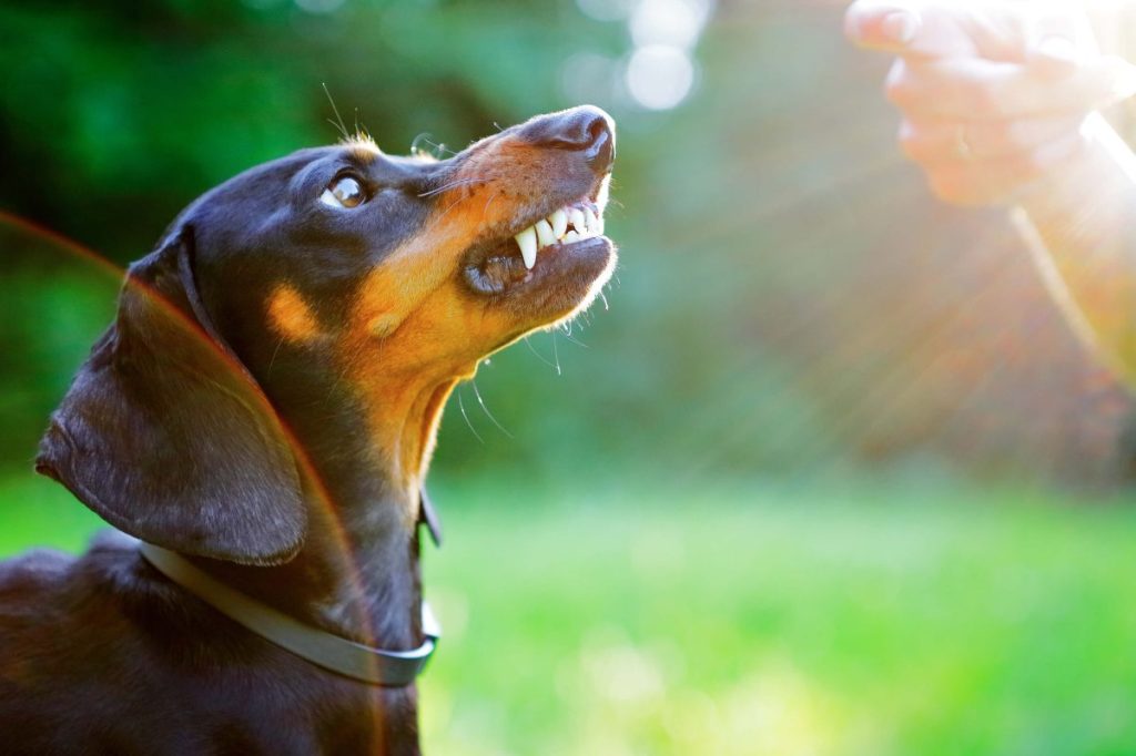 Dachshund outdoors showing teeth.