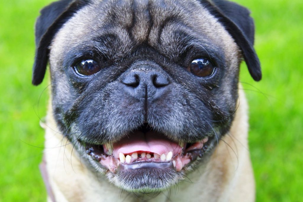 Close-up shot of Pug, one of the dog breeds prone to having bad teeth due to their brachycephalic nature.