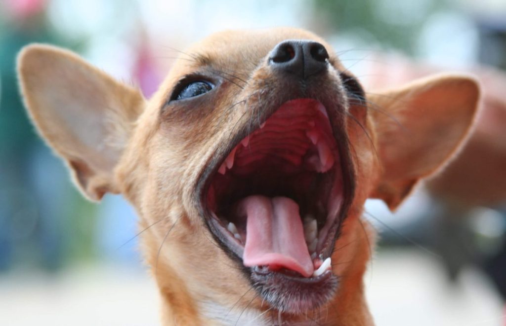 Chihuahua with mouth wide open.