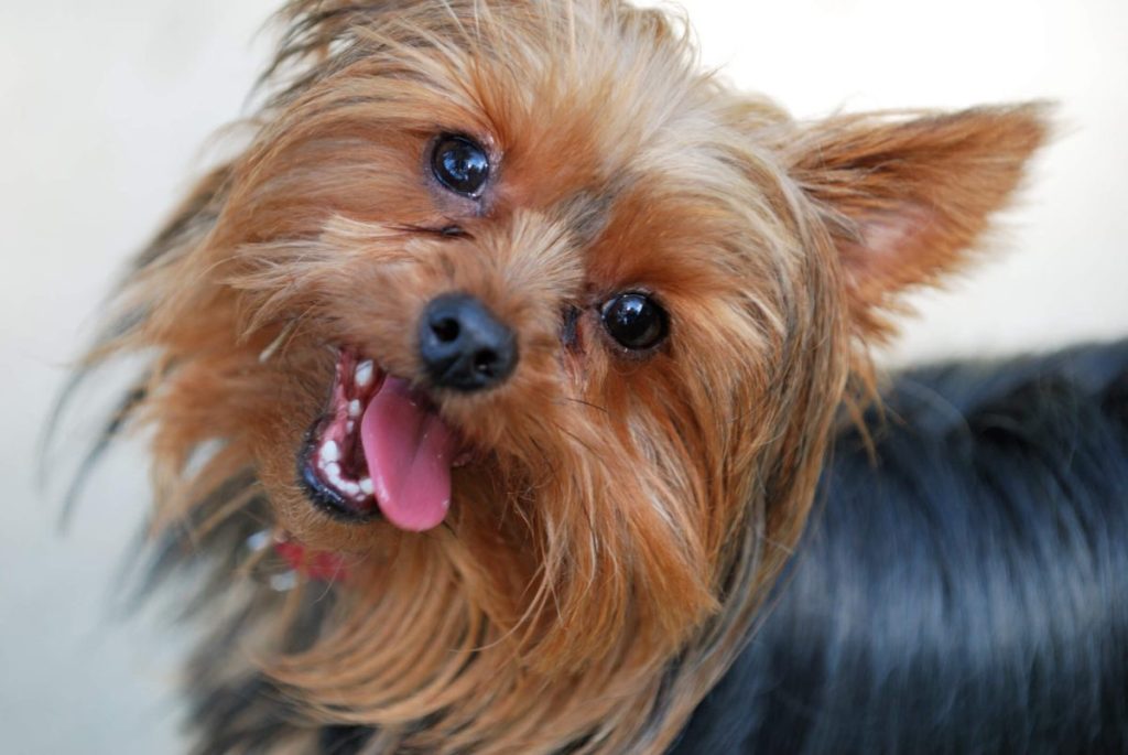 Yorkshire Terrier montrant ses dents.