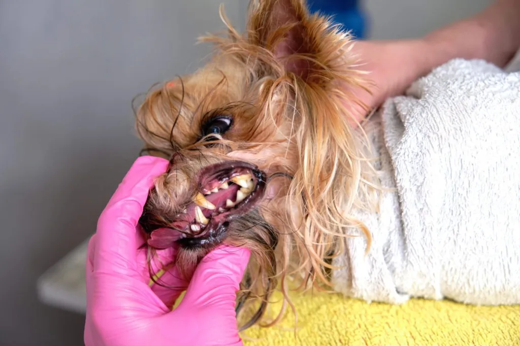 Toiletteuse montrant les mauvaises dents d'un Yorkshire Terrier avec accumulation de tartre.