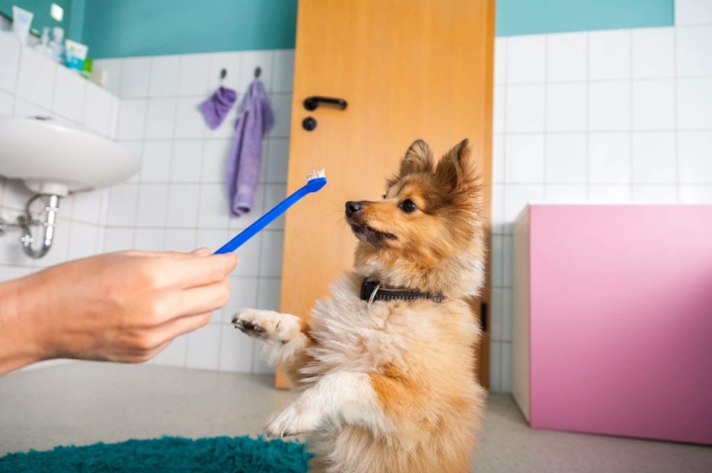 Chien de berger des Shetland avec son maître tenant une brosse à dents pour chien.