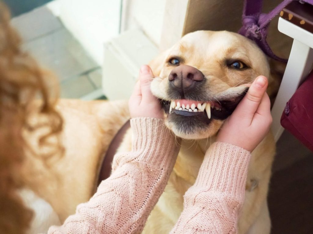 Owner opening Golden Retriever’s mouth to show the dog’s healthy teeth.