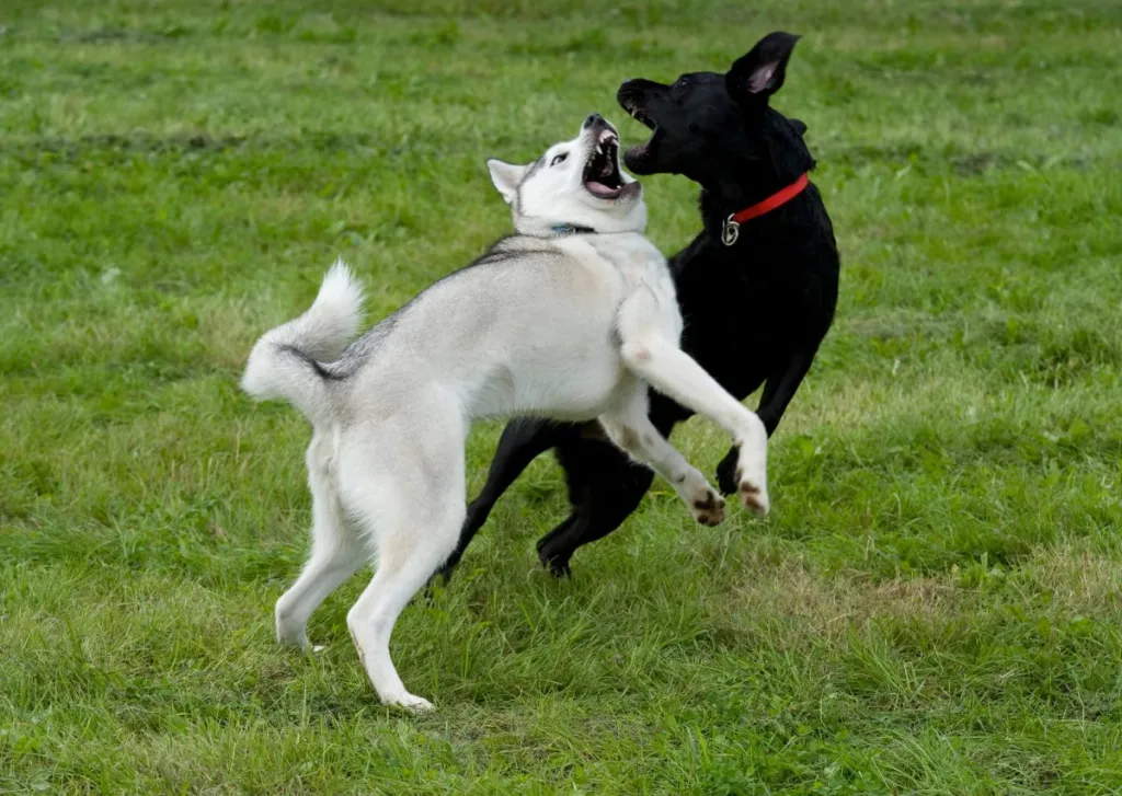 Deux chiens se battant à l'extérieur.