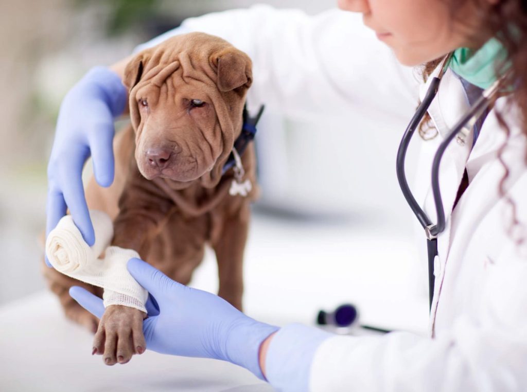 Vet bandaging Shar-Pei dog’s paw after draining abscess.