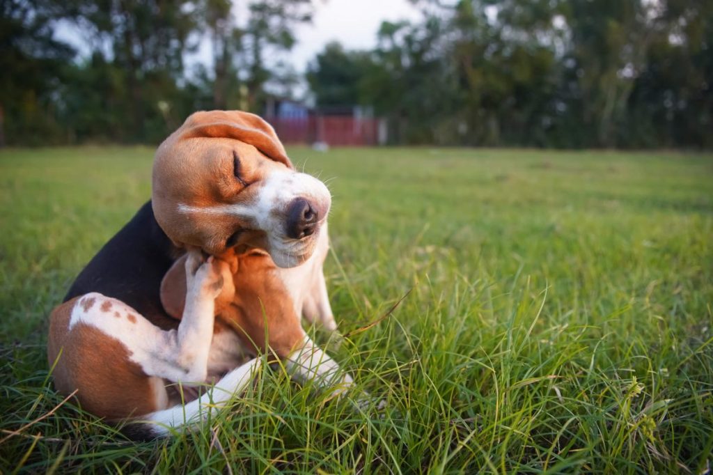 Chien beagle se grattant le corps - l'un des symptômes les plus courants de la dermatite atopique.