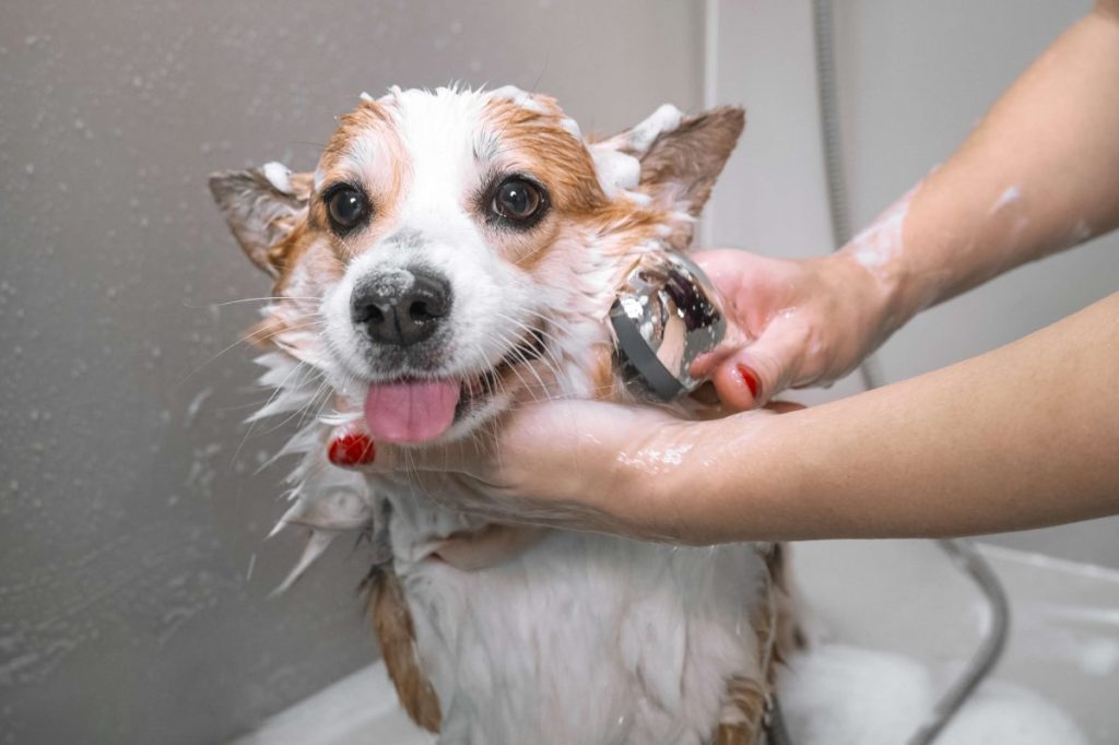 Chien prenant un bain.