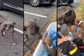 Mother Pit Bull reunites with her five Pit Bull puppies