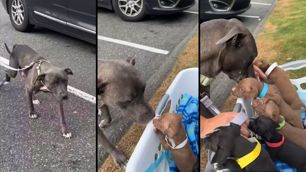 Mother Pit Bull reunites with her five Pit Bull puppies