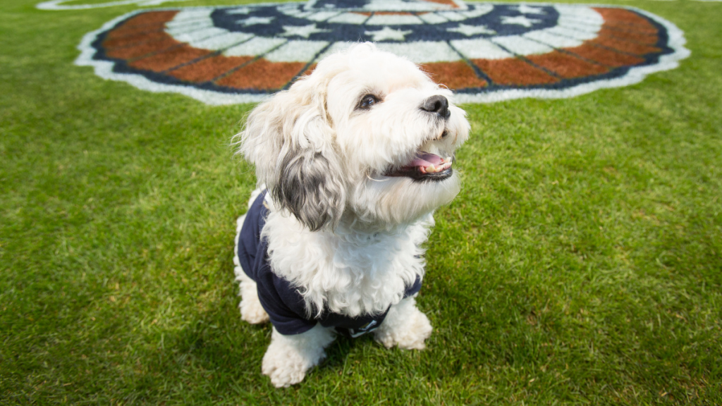 Hank the Dog, who was rescued by the Milwaukee Brewers when he wandered into their spring training facility before the start of the 2014 season is seen on the field at Miller Park on Sunday, March 30, 2014 in Milwaukee, Wisconsin.