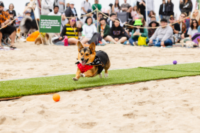 Corgi Beach Day 2024 Huntington Dog Beach