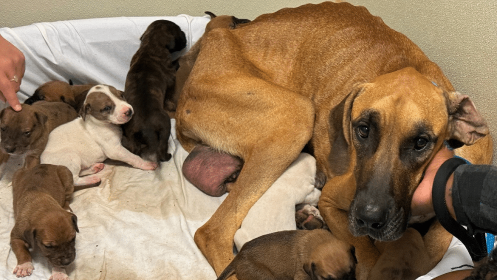 dog puppies emaciated woods recovery