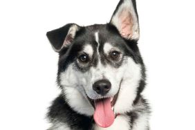 A black and white Labsky sitting against a white studio backdrop.